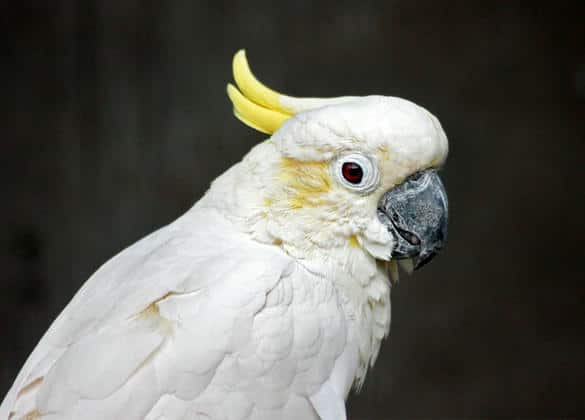 動物図鑑・コバタン